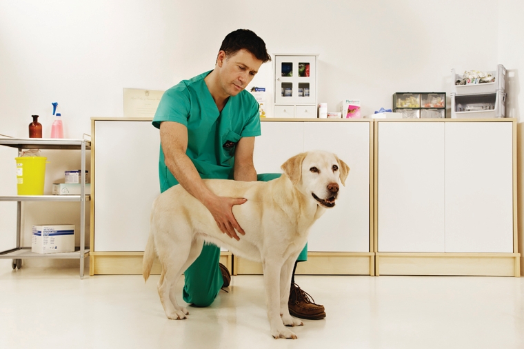 Veterinārārsts apskata suni