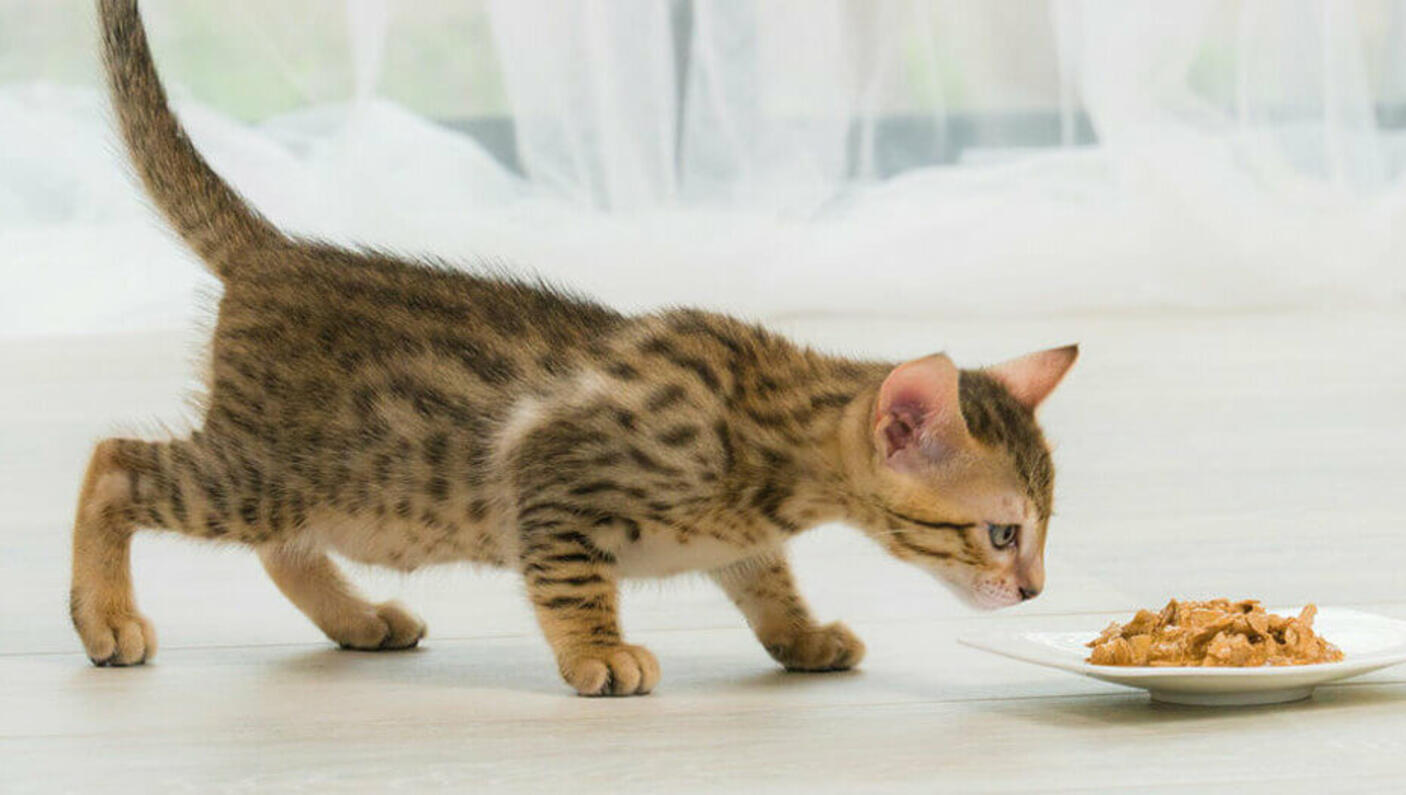 Brown kitten sniffing a plate of food