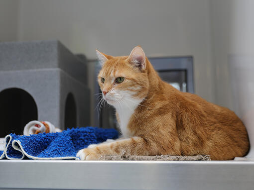 Ingvera kaķis pie veterinārārsta