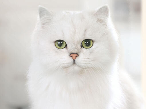 Gourmet balts kaķis