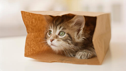 kaķēns spēlējas ar brūnu papīra maisiņu