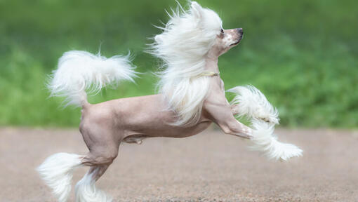 Ķīnas cekulainais suns, kas skrien ārā