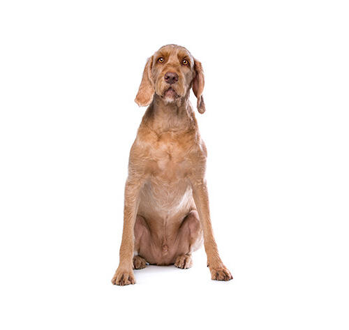 Hungarian Wire-Haired Vizsla